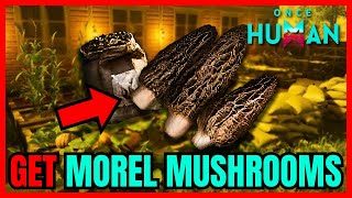 How To Get MOREL MUSHROOMS In Once Human FULL GUIDE [upl. by Odnomor]