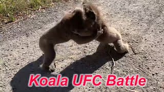 Funny Koala Fight Compilation [upl. by Namyl611]