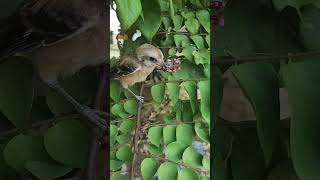 【Burung cendetshrike bird】Hand feeding a hungry baby bird birds tori burung [upl. by Arihsay231]