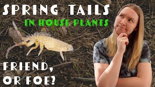 Springtails Found In Houseplant Soil  Should I Panic [upl. by Rauch332]