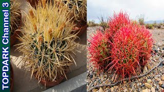 20 Variedades increíbles de Ferocactus [upl. by Lilla847]