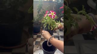 Aapne gardan me is tarah ￼ plant lagaye gardeningwithneelam azaangulmohargardening ytshorts [upl. by Alket]