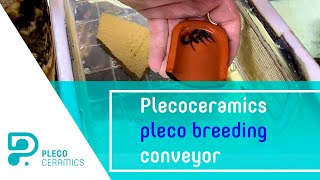 Plecoceramics pleco breeding conveyor [upl. by Ahsimit]