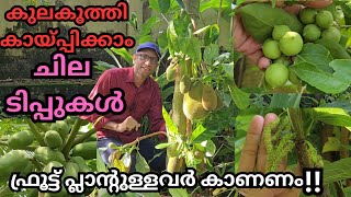 പ്ലാൻ്റ് നിറയെ പഴങ്ങളും സംരക്ഷണവുംfruitspruningfertilizationbuddingmulberrysweetlubyberapple [upl. by Scevor]