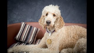 Bree  Standard Poodle  5 Weeks Residential Dog Training [upl. by Terrell]