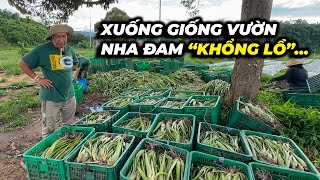 8 Sang tất bật chuẩn bị xuống giống vườn nha đam “khổng lồ” [upl. by Hathcock]