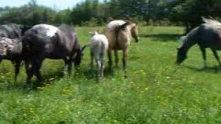 OK APPALOOSAS 2008 HERD [upl. by Niawd125]