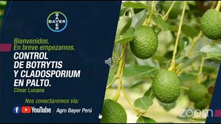 Control de Botrytis y Cladosporium en palto  Agro Bayer Perú [upl. by Mcgurn]