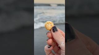 Florida Shelling amp I Found A Chevron Spectral Bittersweet Clam Yea 🤩 FloridaShelling [upl. by Acire866]