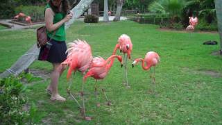 When Flamingos Attack [upl. by Eisaj]