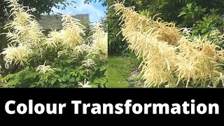 Aruncus Dioicus m  Goats Beard flower colour transformation [upl. by Nylecaj]