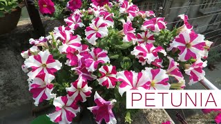 Petunia Flower  Petunia Plant Care  How to Grow Petunias Easily From Seed [upl. by Gina]