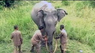 A 72yearold elephant India is indebted to [upl. by Bazil]