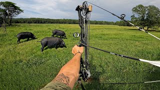 Bow Hunting Wild Hogs Up Close MOST DESTRUCTIVE PEST IN AMERICA [upl. by Gibbeon]