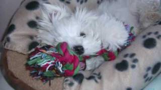 Maltese puppy 10  15 weeks old [upl. by Aneeuq]