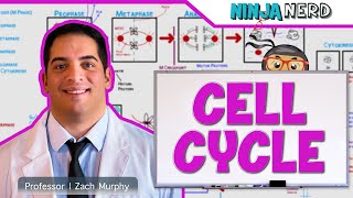 Cell Biology  Cell Cycle Interphase amp Mitosis [upl. by Llehsyt]