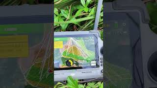 Continue eucalyptus work help eucalyptus grow drone spraying eucalyptus pest control [upl. by Adyht627]