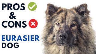 Eurasier Dog Pros and Cons  Eurasian Dog Advantages and Disadvantages [upl. by Artnoed297]