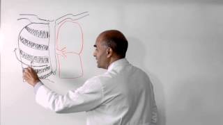 Lobectomy of Lung  How is it Performed [upl. by Klinger]