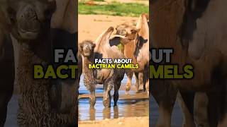 BACTRIAN CAMELS FACTS shorts short shortvideo animals facts wildlife camel subscribe [upl. by Jesselyn]