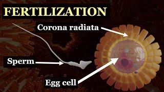 Fertilization Explained The Journey to New Life fertilization [upl. by Rebecca]