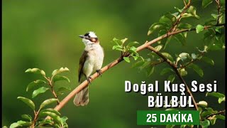 Doğal Kuş Sesi  RAHATLATICI TERAPİ 25dk [upl. by Odell]