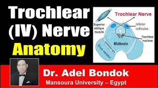 Trochlear IV Nerve Clinical Anatomy Dr Adel Bondok [upl. by Kerby]