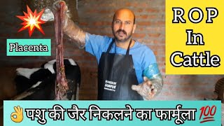 Retension of Placenta ROP in cow and its treatment  पशु की जैर कब और कैसे निकाले  Dr Ashwani [upl. by Vacuva725]