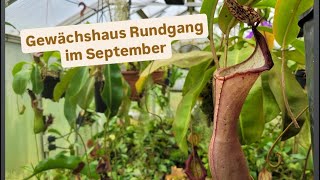 Nepenthes Gewächshaus Rundgang im September [upl. by Greenwald]