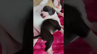 All The DoDa Day High Demand and Bijou Italian Greyhound Puppies [upl. by Ashwin286]