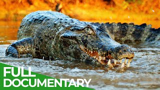 Wildlife  Episode 2 Crocodiles Alligators Caimans amp Gharials  Free Documentary Nature [upl. by Acimak]