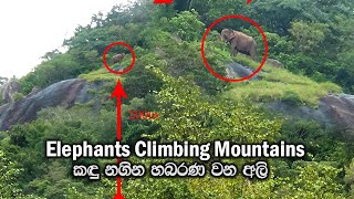 elephants climbing mountains Sri lanka huruluecopark safarihabarana ceylonwildtrails [upl. by Eboh]