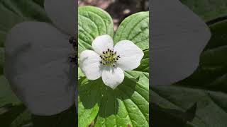 Bunchberry  Cornus canadensis  Alpine Biodiversity  Beaty Biodiversity Museum UBC plants nature [upl. by Fronniah]