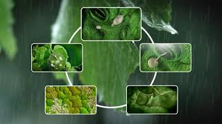 See how Grape Downy Mildew develops [upl. by Saxon]