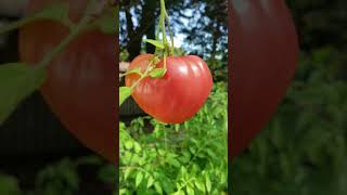 Oxheart Tomato Red heart shaped tomato [upl. by Albers]