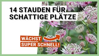 14 Stauden für schattige Plätze im Garten [upl. by Shing417]