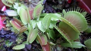 How to grow Venus Flytrap plants from seed  Dionaea muscipula [upl. by Yahsel827]