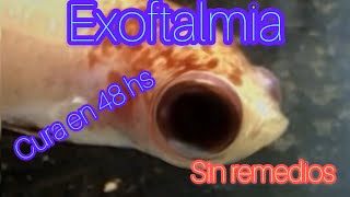 OJO HINCHADO  exoftalmia  EN PEZ BETTA [upl. by Knowland]