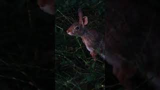 Sylvilagus floridanus  Mini Hare  the small cottontailed acquaintance [upl. by Spindell]