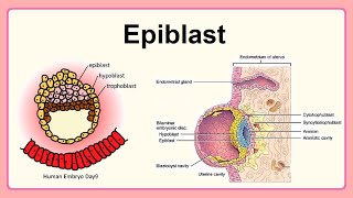 epiblast [upl. by Eixor]