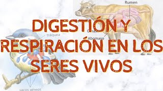 DIGESTIÓN INTRA  MIXTA  EXTRACELULAR Y RESPIRACIÓN CUTÁNEA  BRANQUIAL  TRAQUEAL  PULMONAR [upl. by Alletsyrc]