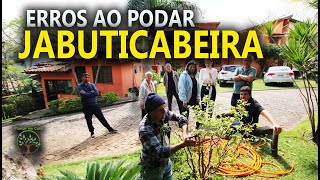 Jabuticabeira Poda e Erros com Sergio Semerdjian em Ilha Bela [upl. by Nileuqaj]