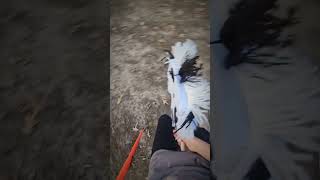 Barrel racing tackless hobbyhorsing hobbyhorse kht [upl. by Campball]