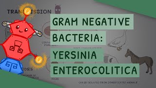 Gram Negative Bacteria Yersinia enterocolitica [upl. by Lasorella774]