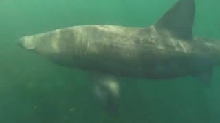 Basking shark [upl. by Haiel281]