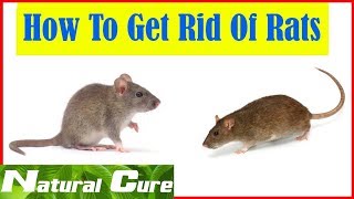 Natural  Cure How to Get Rid of Rats Naturally  8 Home Remedies to Get Rid of Rats [upl. by Lang778]