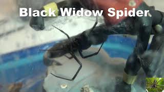 Black Widow Spider [upl. by Aneekat]