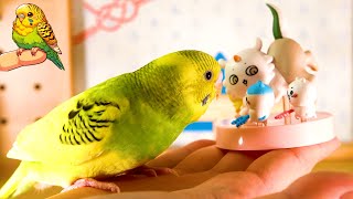 I want to take a photo of the budgies that are pacified in Senkawa budgie Parakeet [upl. by Snave]