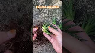 haworthia propagation [upl. by Adnorrehs775]