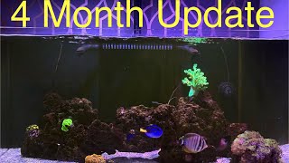 Waterbox Frag 853 4 Month Update [upl. by Oibesue]